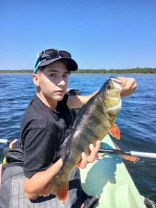 European Perch