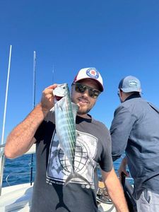 Atlantic Bonito