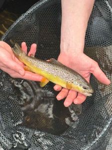 Brown Trout