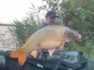 Common Carp