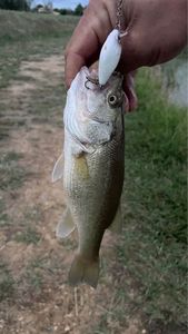 Largemouth Bass