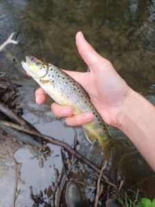 Brown Trout