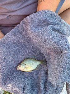 Bluegill
