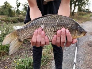 Crucian Carp