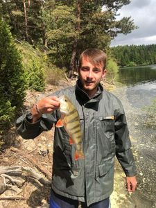 European Perch