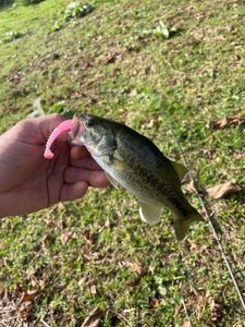 Largemouth Bass