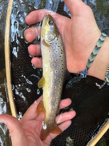 Brown Trout