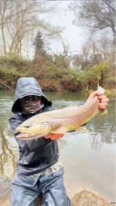 Brown Trout