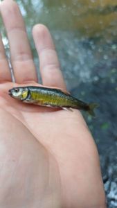 Common Minnow