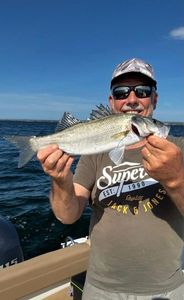 European Bass (Seabass)