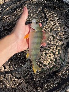 European Perch