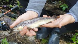 Brown Trout