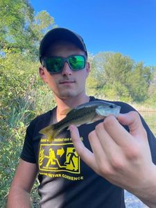 Largemouth Bass