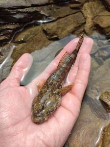 Giant Goby