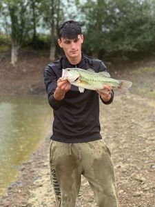 Largemouth Bass