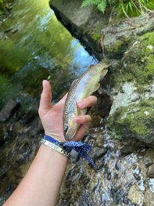 Brown Trout