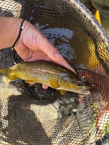 Brown Trout