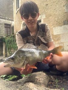 European Perch