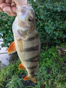 European Perch