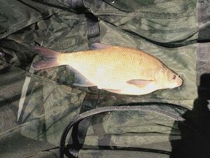 Common Bream
