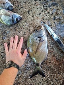 White Seabream
