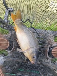 Mirror Carp