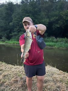 Chub