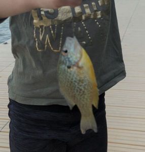 Green Sunfish