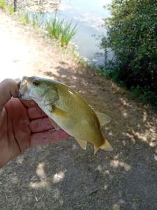 Largemouth Bass
