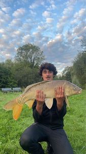 Mirror Carp