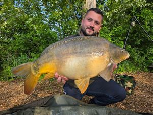 Mirror Carp