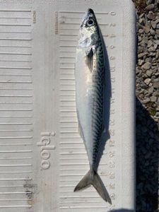 Mackerel