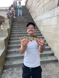 European Perch