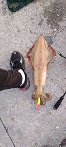 European Squid
