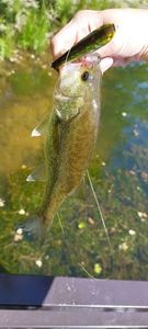 Smallmouth Bass