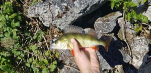 European Perch