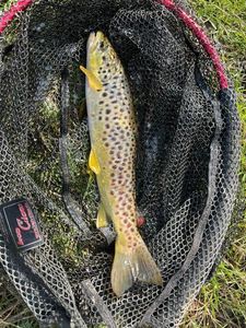 Brown Trout
