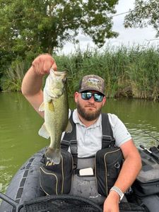 Largemouth Bass