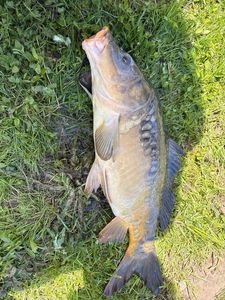 Mirror Carp
