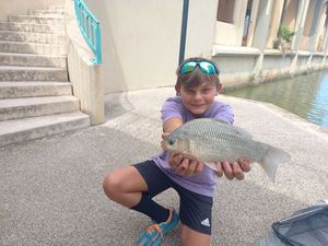 Crucian Carp