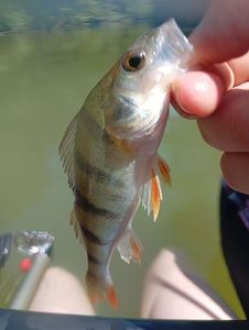 European Perch
