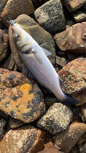 European Bass (Seabass)
