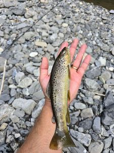 Brown Trout