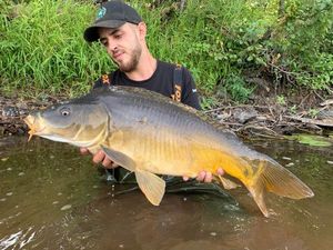 Mirror Carp