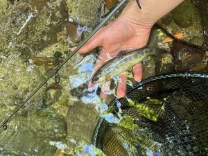 Brown Trout