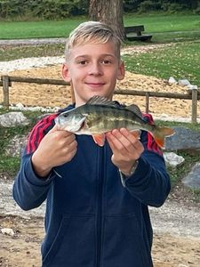 European Perch