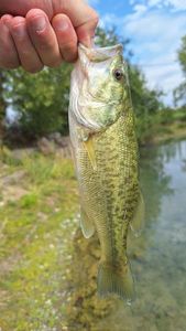 Largemouth Bass