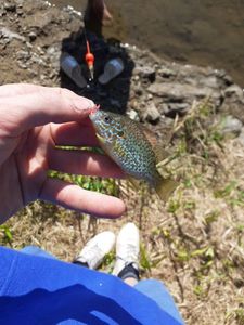 Pumpkinseed