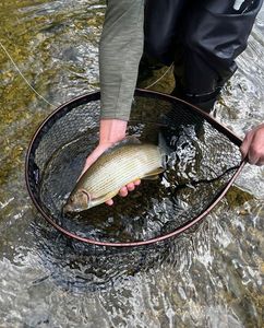 Grayling
