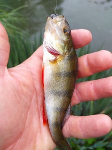 European Perch